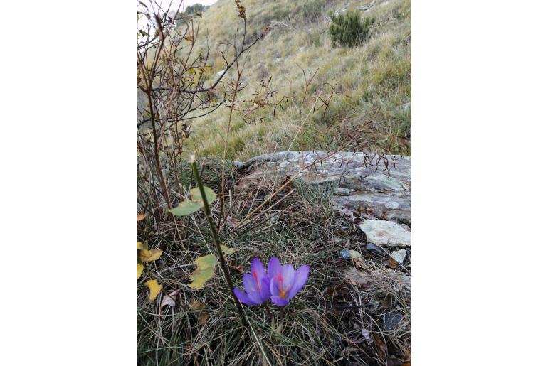 Crocus ligusticus -10805