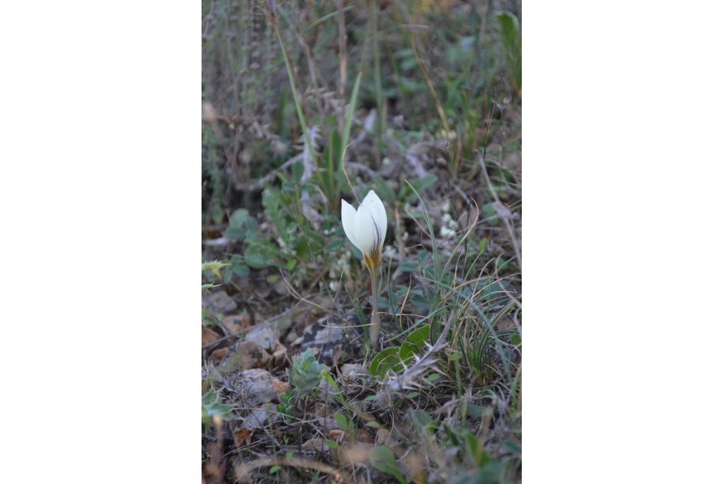 Krokus met zwarte helmknop