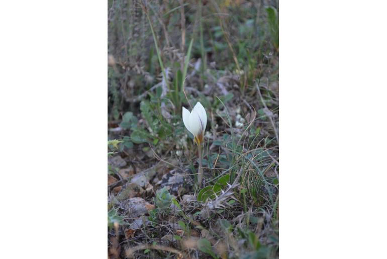 Crocus melantherus -10806