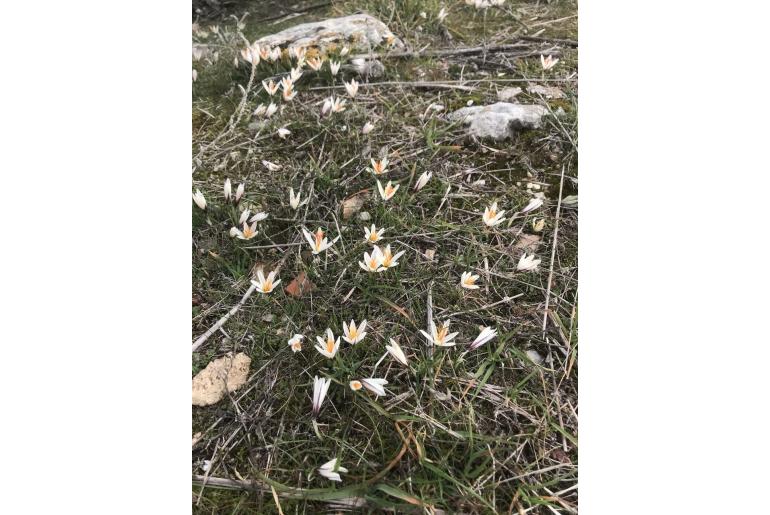 Crocus fleischeri -10809