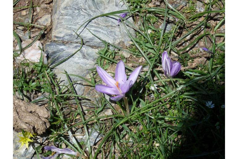 Crocus minimus -10810