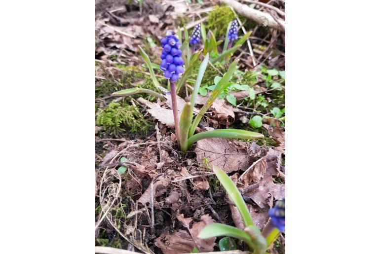 Muscari botryoides -10825