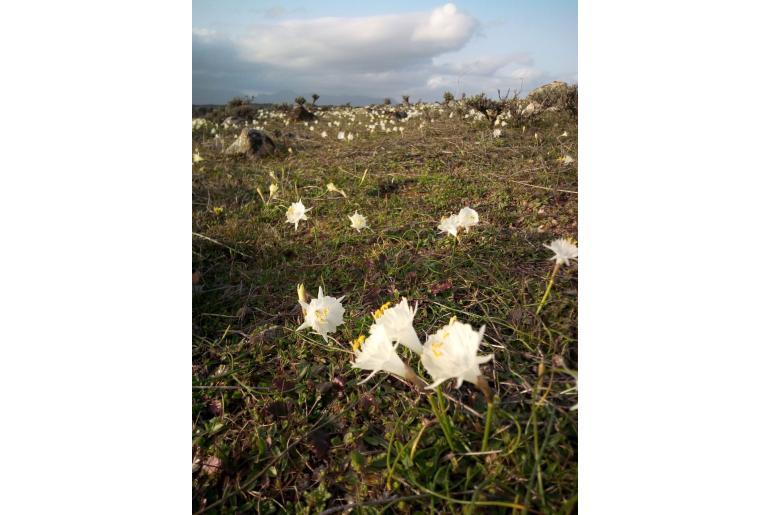 Narcissus cantabricus -10827