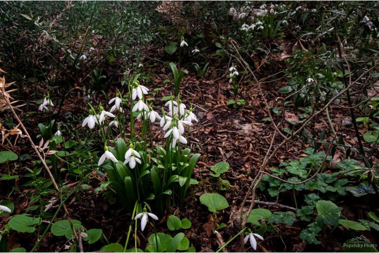 Galanthus woronowii -10835