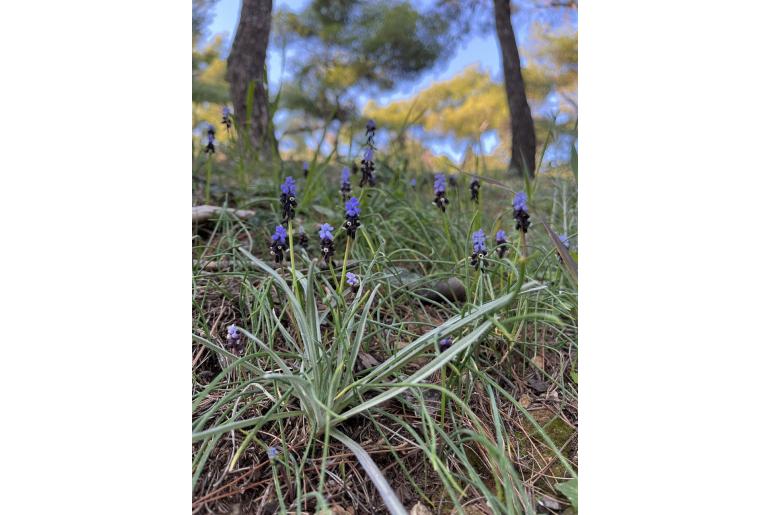 Muscari pulchellum ssp pulchellum -10839