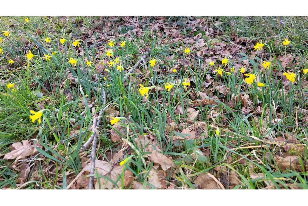 Narcis met taps toelopende bloemen