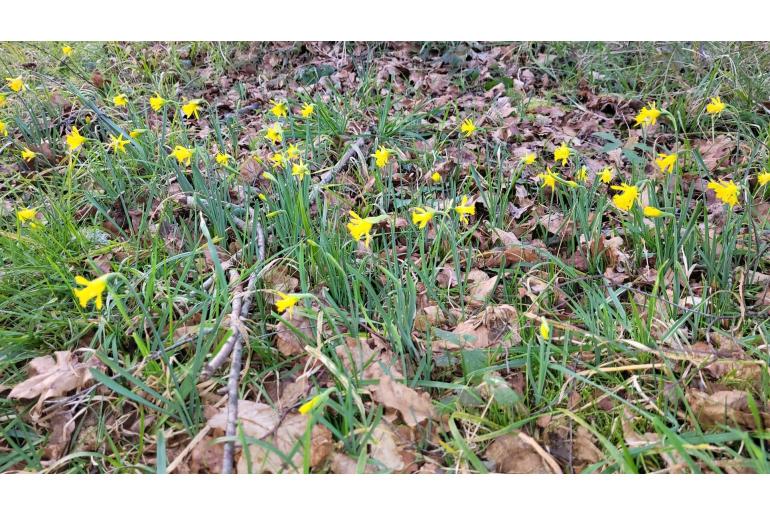 Narcissus cuneiflorus -10840