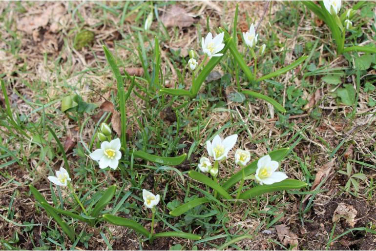 Ornithogalum balansae -10842