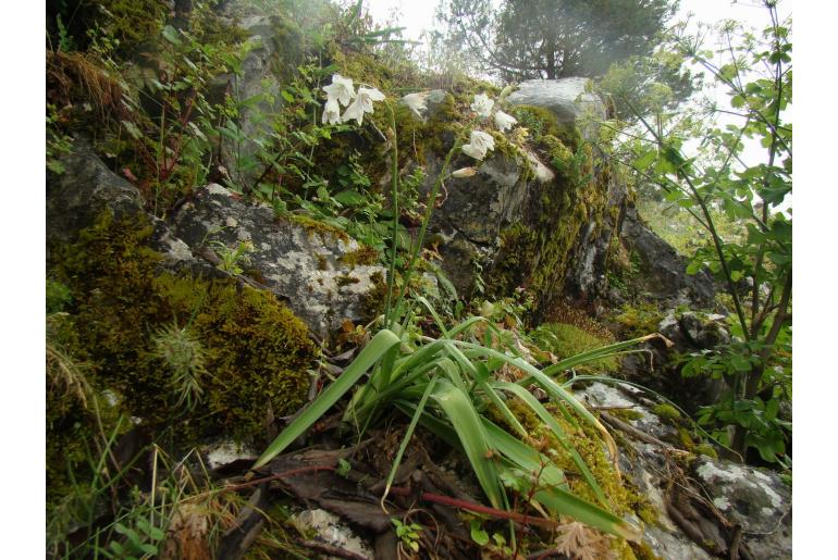 Ornithogalum reverchonii -10843