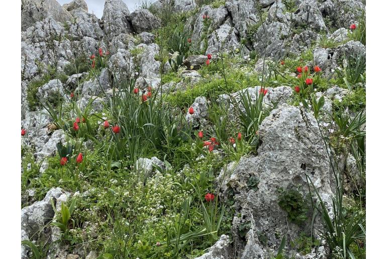 Tulipa agenensis -10846