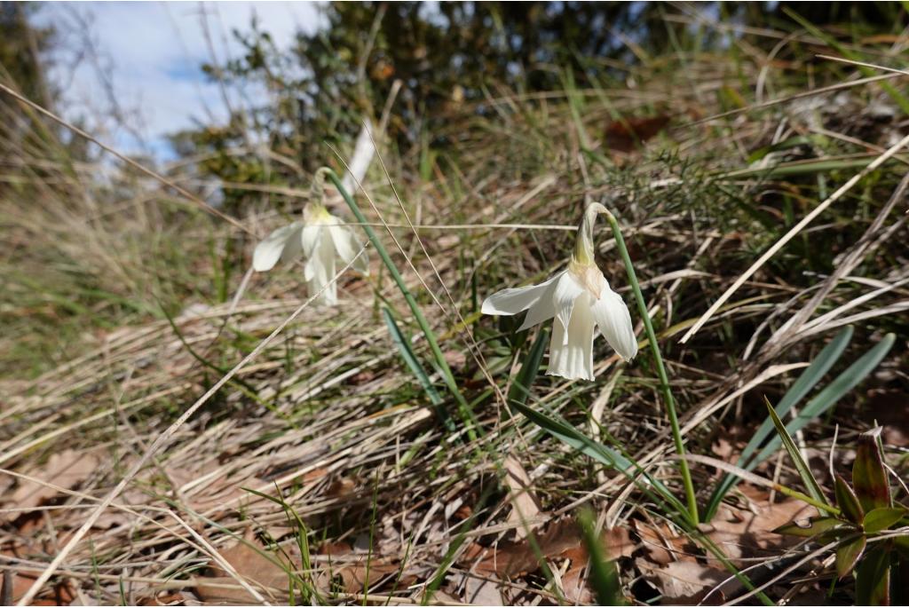 Zwanenhals narcis