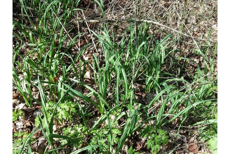 Allium tripedale -10850