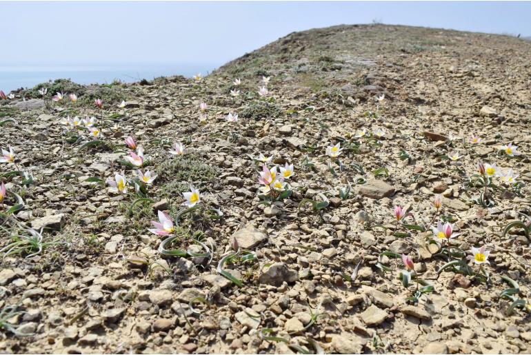 Tulipa biflora -10857