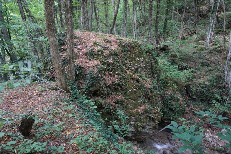 Euonymus latifolius -10883