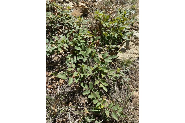 Berberis repens -10895