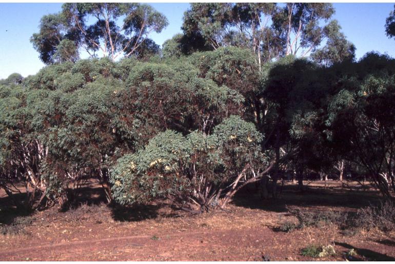 Eucalyptus obtusiflora ssp dongarraensis -10904