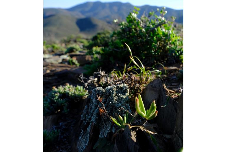 Tylecodon striatus -10905