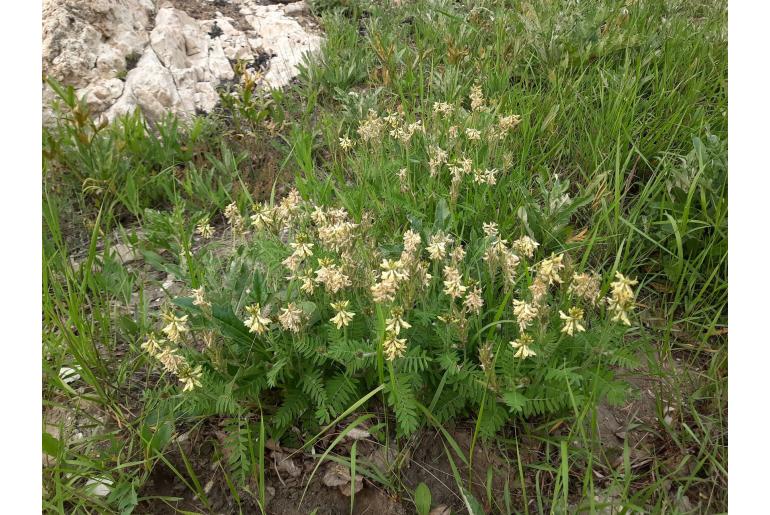 Oxytropis pilosa -10907