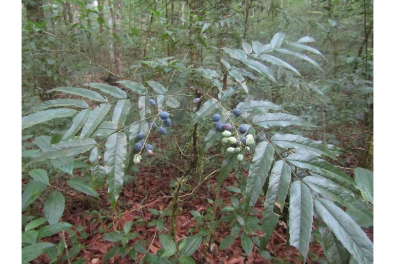 Berberis lanceolata -10914