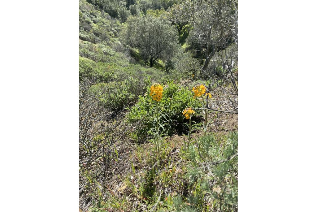 Steenraket met bloemhoofdje