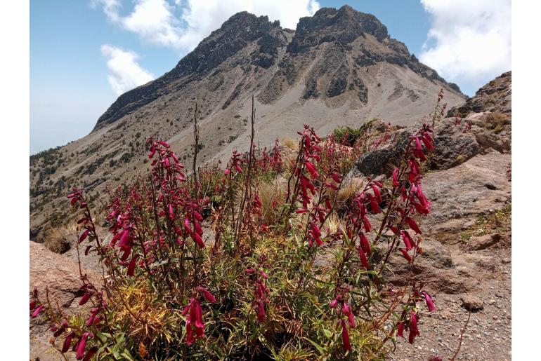 Penstemon roseus -10922