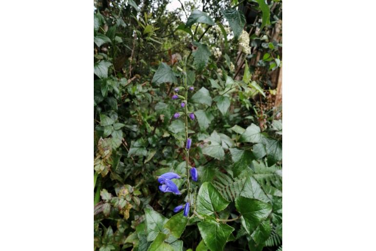 Salvia cacaliifolia -10923