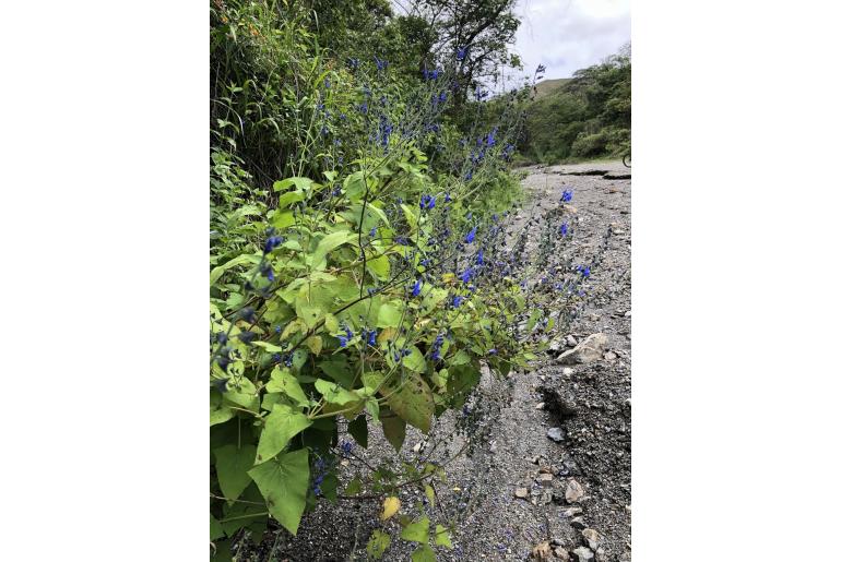 Salvia macrophylla -10927