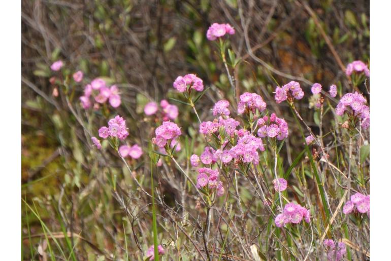 Kalmia polifolia -10945