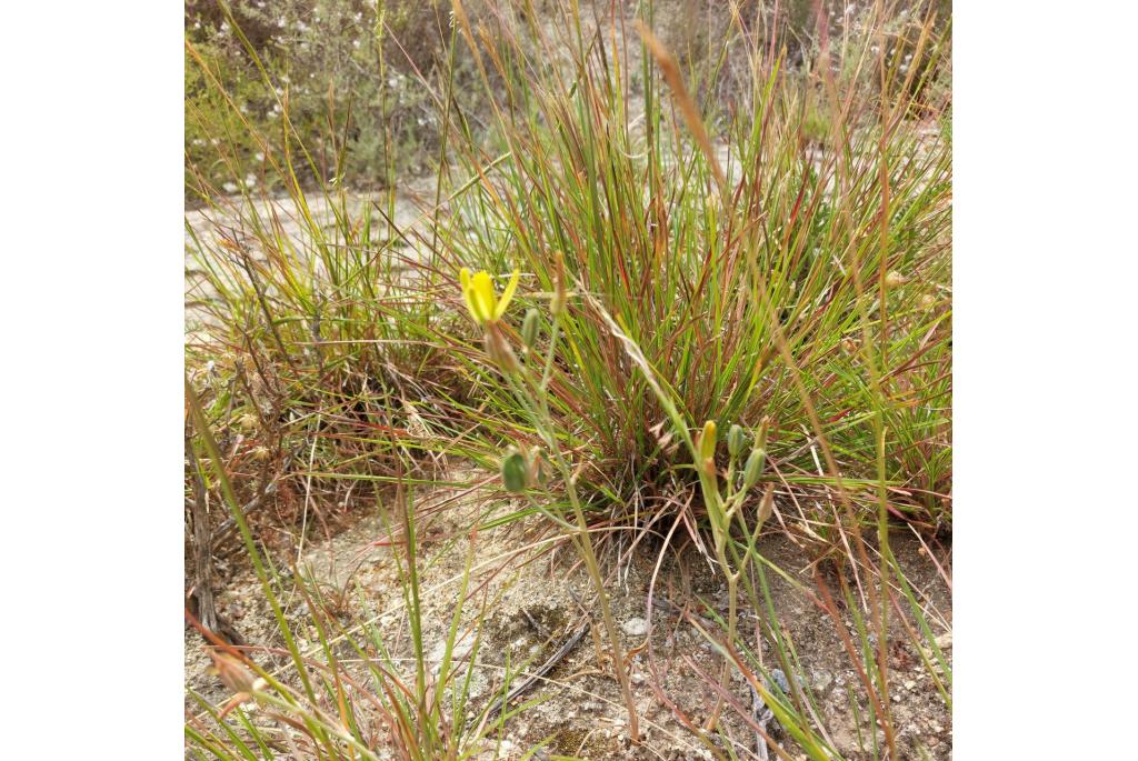 Goudbloemige albuca