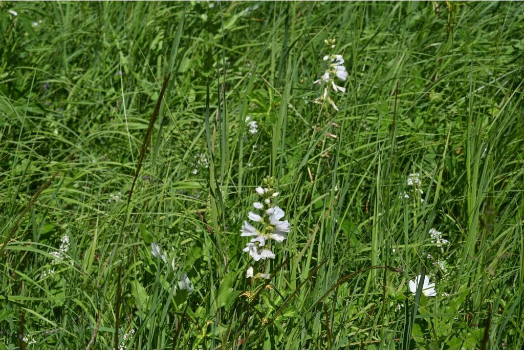 Witte Griekse malva