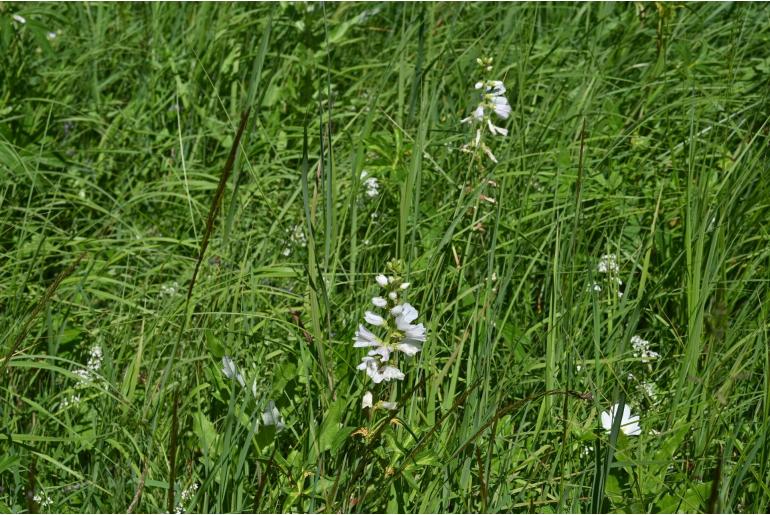 Sidalcea candida -10957