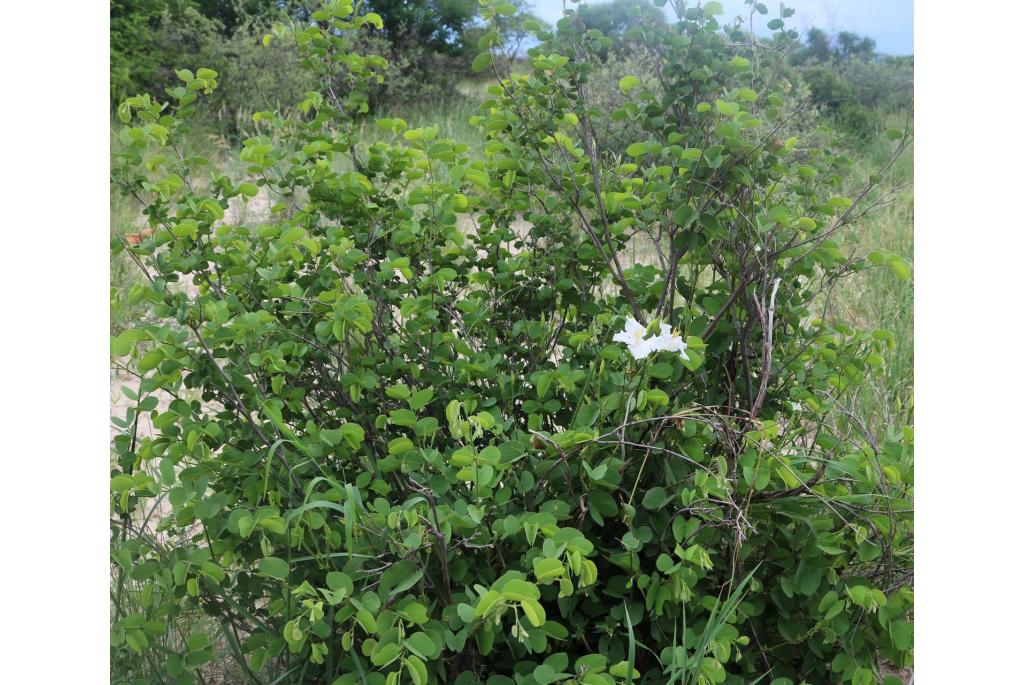 Kalahari bauhinia