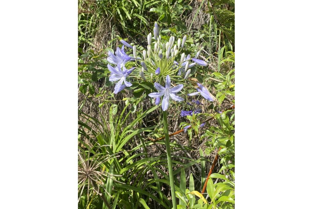 Codd's agapanthus