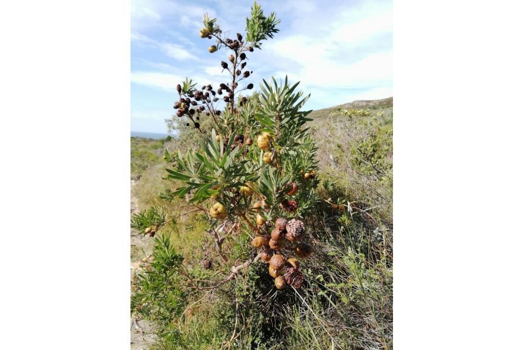 Macowan's leucadendron