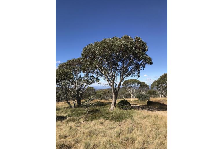 Eucalyptus pauciflora ssp debeuzevillei -10974