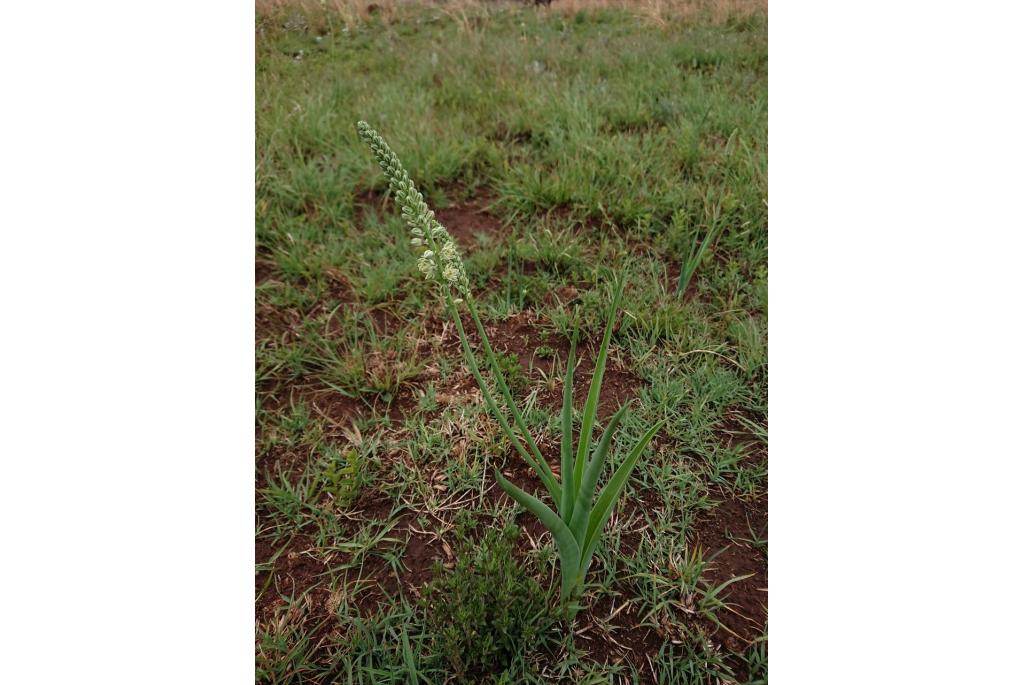 Groene albuca