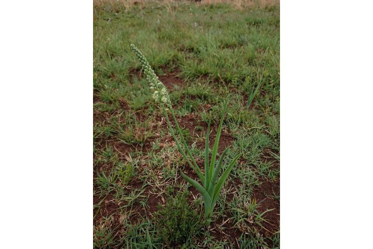 Albuca virens -10978