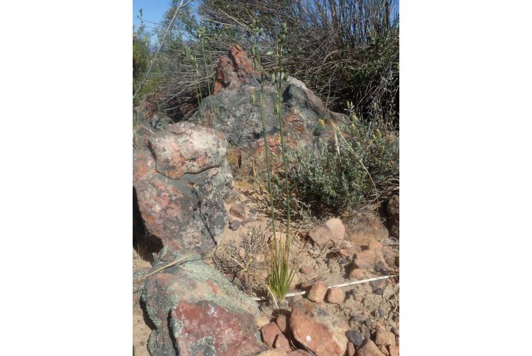 Albuca viscosa -10979