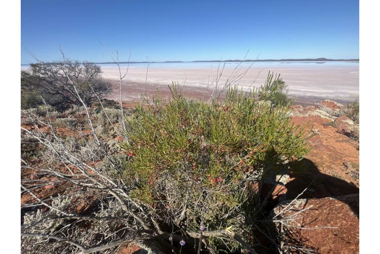 Dodonaea lobulata -10984