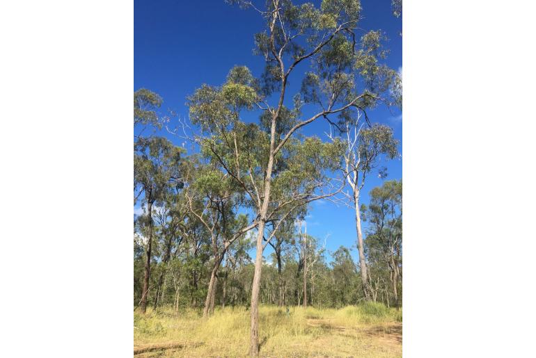 Eucalyptus crebra -10986