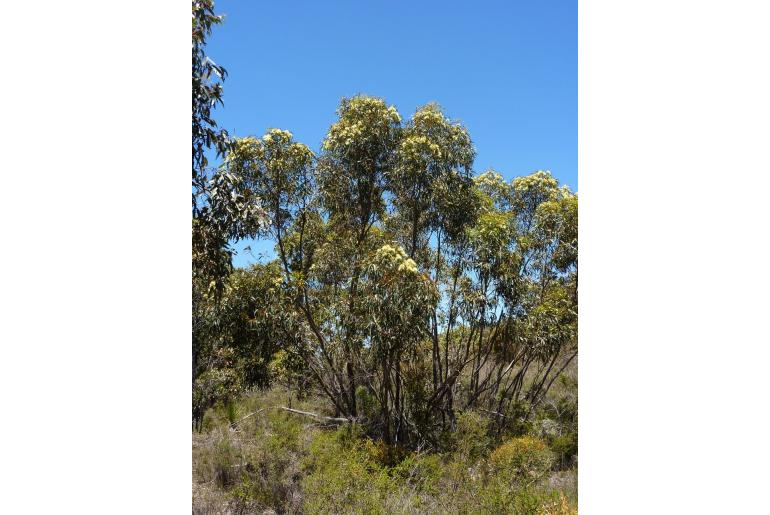 Eucalyptus macrandra -10987