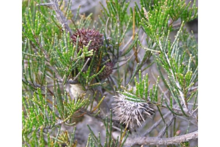 Allocasuarina corniculata -10990