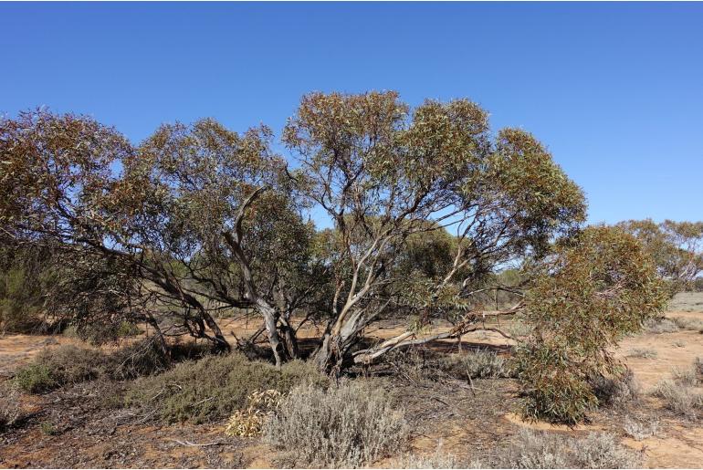 Eucalyptus dumosa -10991