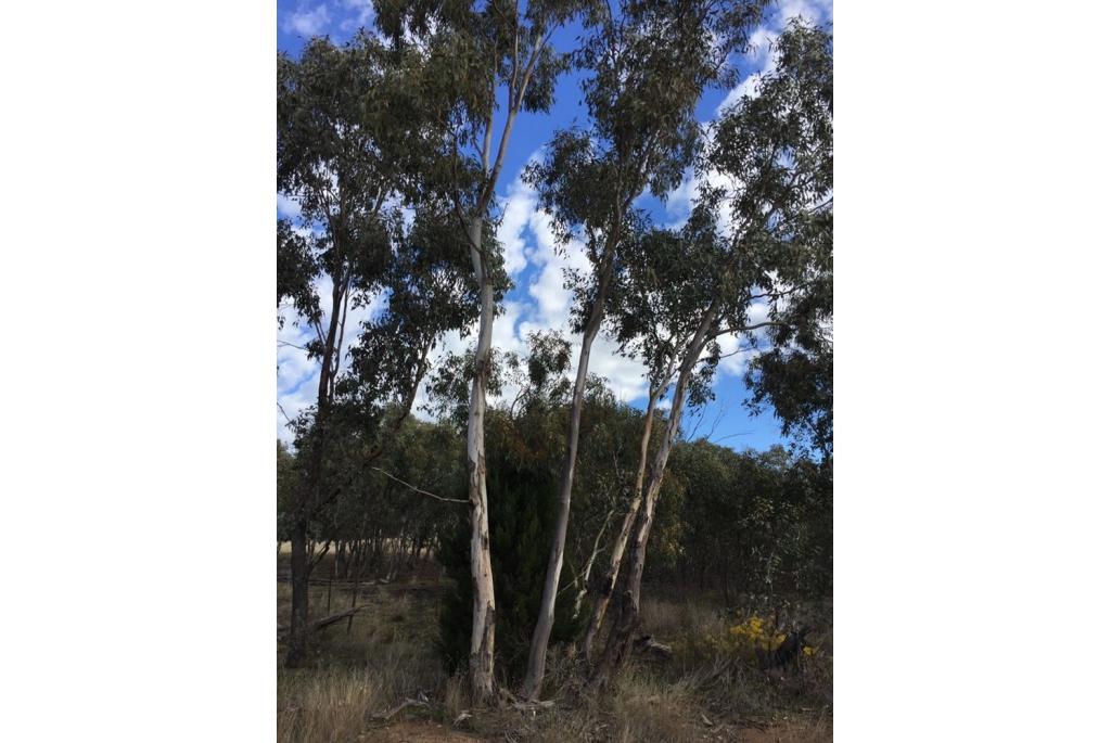 Blakelyi's rode Eucalyptus