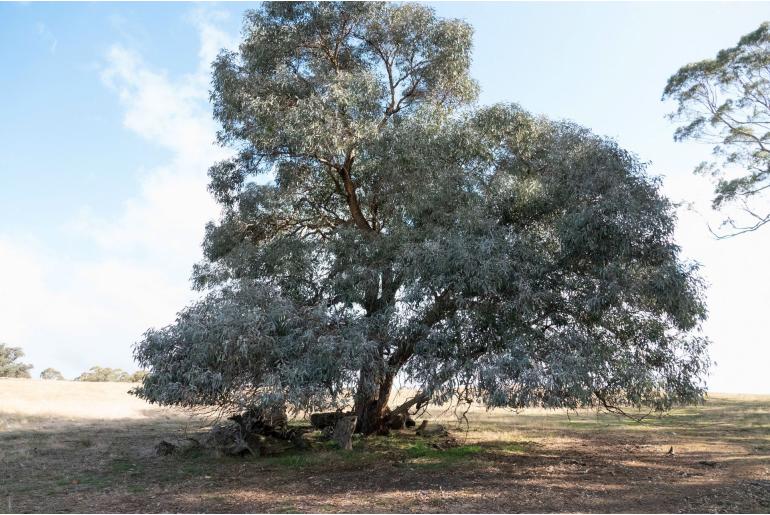 Eucalyptus nortonii -11002