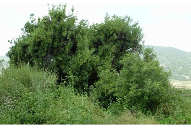 Fraxinus angustifolia ssp syriaca -11003