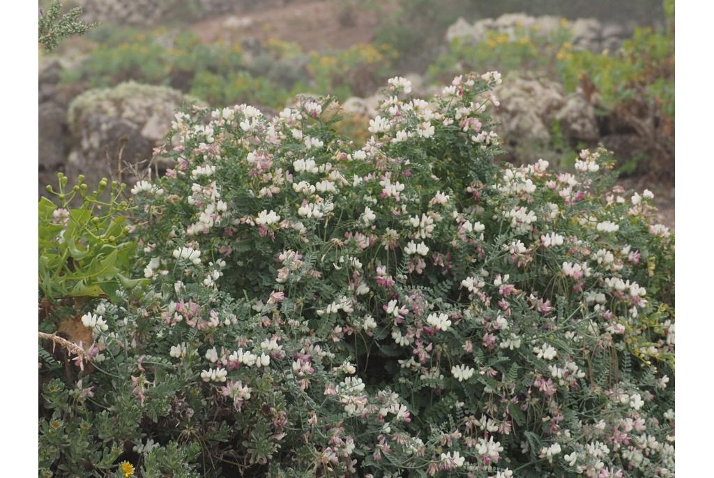 Coronilla met lange scheuten