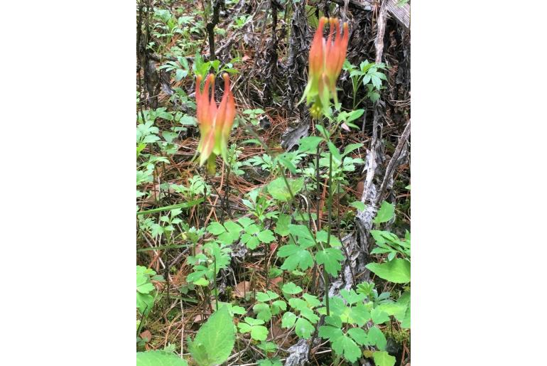 Aquilegia skinneri -11033