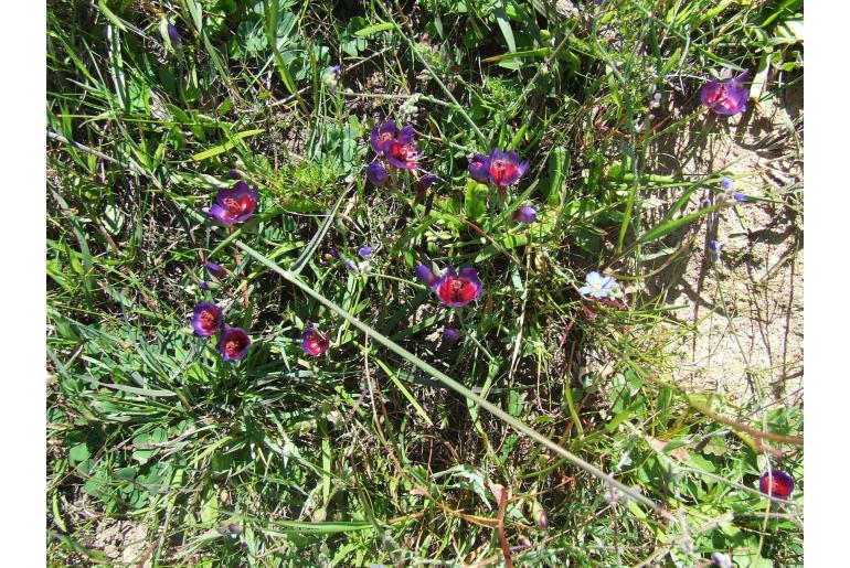 Geissorhiza eurystigma -11043