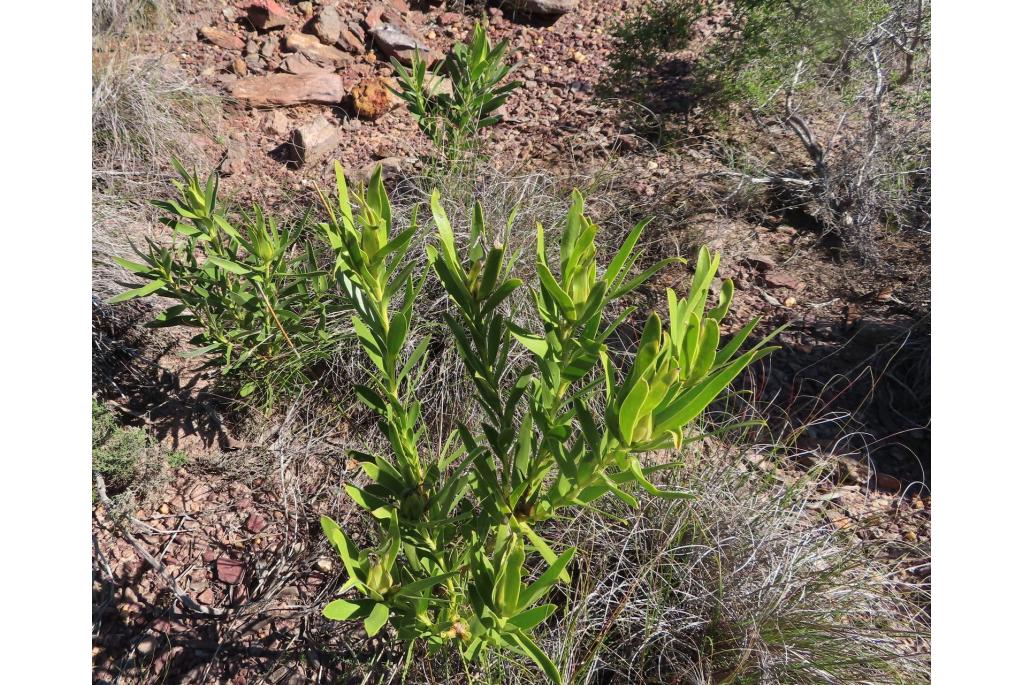 Verborgen leucadendron